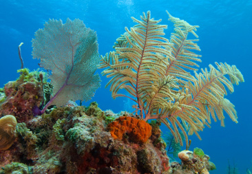 Healthy coral reefs